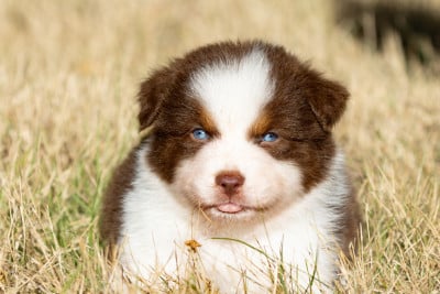 Les chiots de Berger Australien