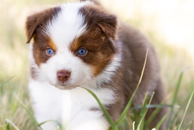 Les chiots de Berger Australien