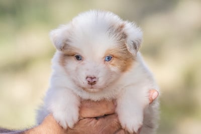 Les chiots de Berger Australien
