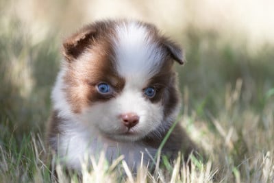 Les chiots de Berger Australien