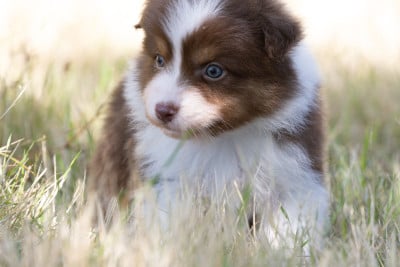 Les chiots de Berger Australien