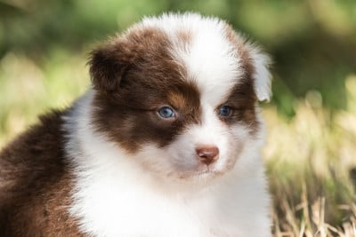 Les chiots de Berger Australien
