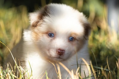 Les chiots de Berger Australien