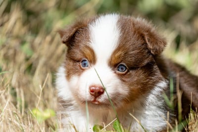 Les chiots de Berger Australien