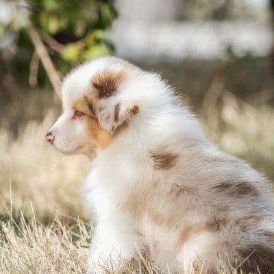 Les chiots de Berger Australien