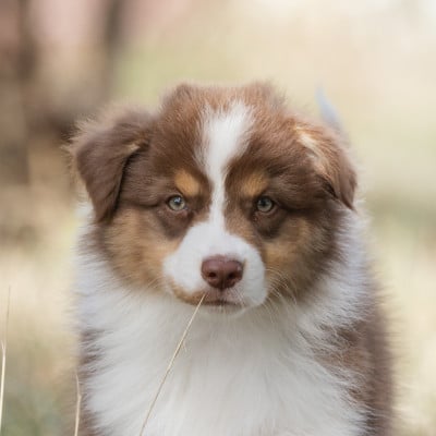 Les chiots de Berger Australien