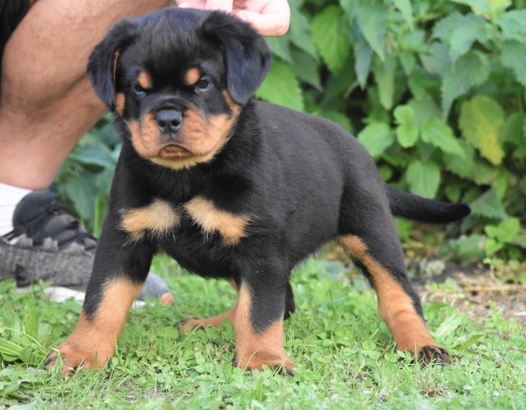 Publication : Des Titans Noirs Et Feux