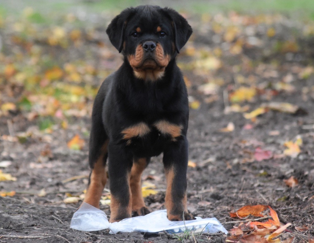 Publication : Des Titans Noirs Et Feux