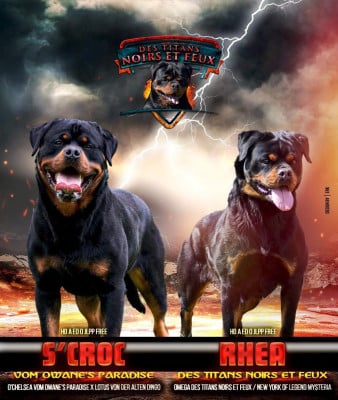 Les chiots de Rottweiler