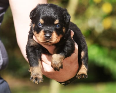 Les chiots de Rottweiler