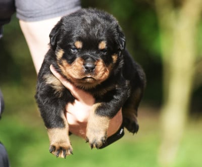 Les chiots de Rottweiler