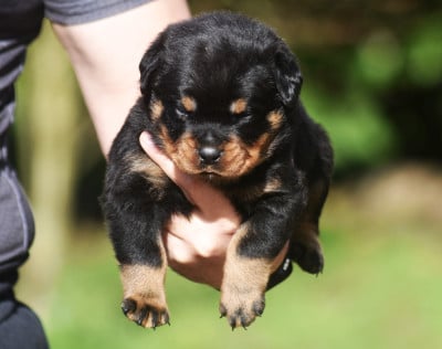 Les chiots de Rottweiler
