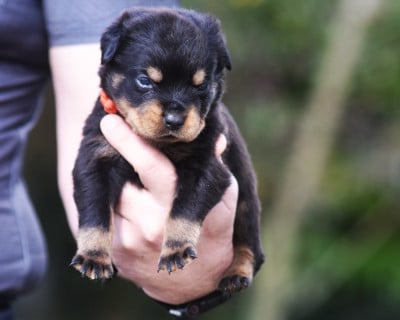 Les chiots de Rottweiler