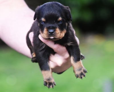 Les chiots de Rottweiler