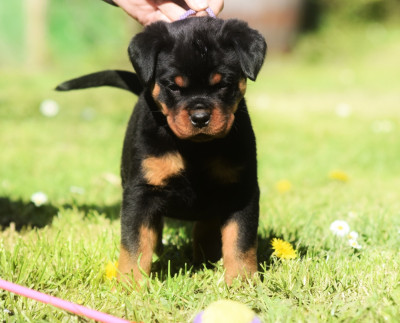 Les chiots de Rottweiler