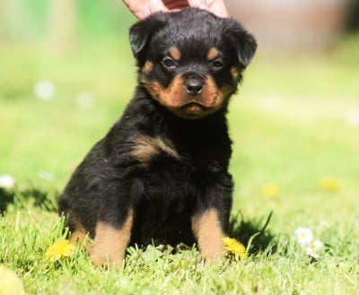 Les chiots de Rottweiler