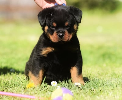 Les chiots de Rottweiler