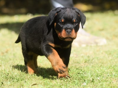 Les chiots de Rottweiler