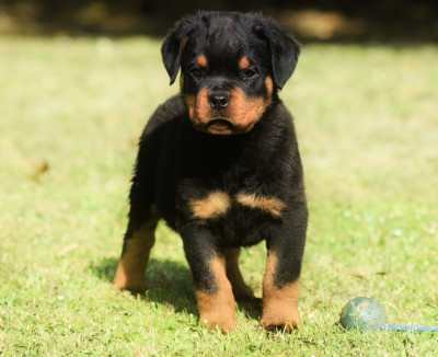 Les chiots de Rottweiler