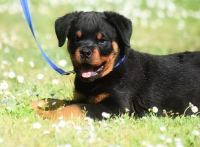 Les chiots de Rottweiler