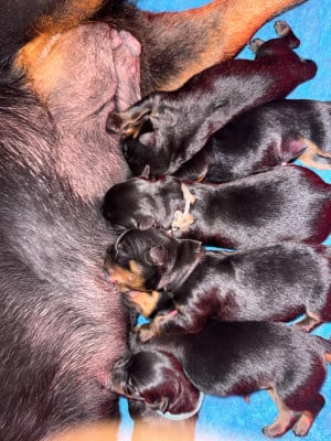 Rottweiler