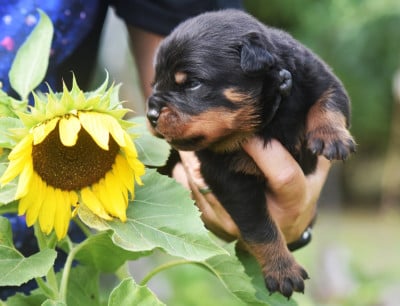 Les chiots de Rottweiler