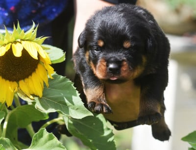 Les chiots de Rottweiler