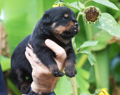 Les chiots de Rottweiler