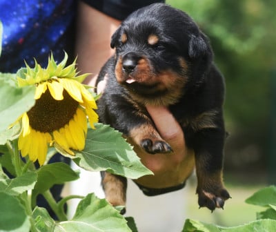 Les chiots de Rottweiler