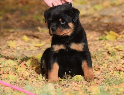 Les chiots de Rottweiler