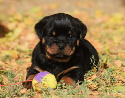 Les chiots de Rottweiler