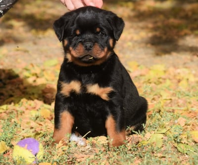 Les chiots de Rottweiler