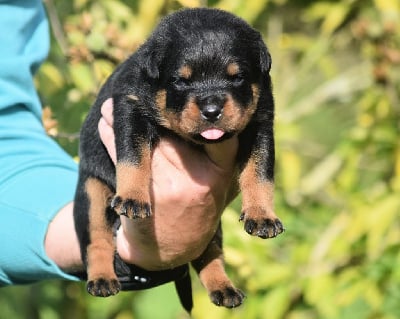 Les chiots de Rottweiler
