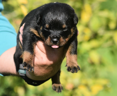 Les chiots de Rottweiler