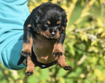 Les chiots de Rottweiler