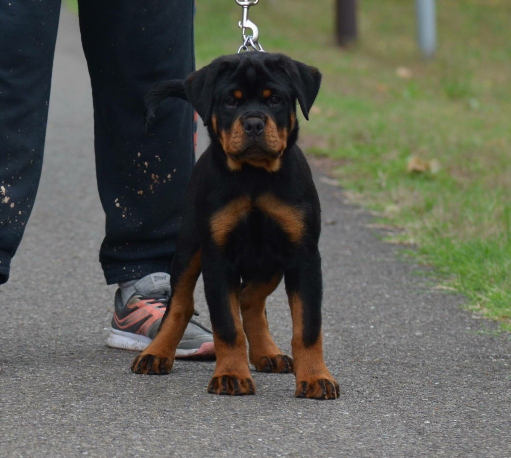 Nawak Des Titans Noirs Et Feux - Vp baby class