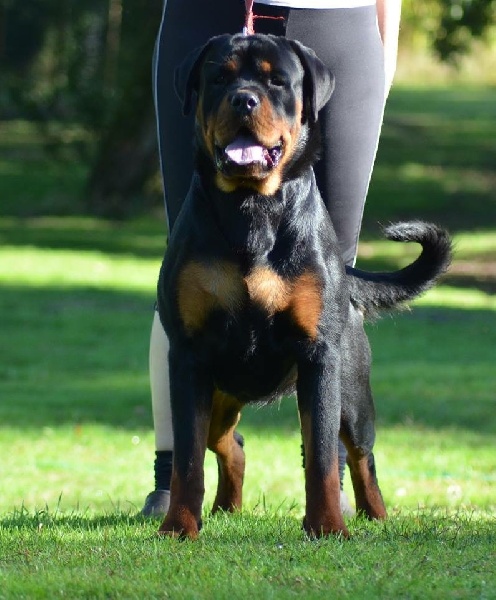 Jude Des Titans Noirs Et Feux - SG 5 junior femelle