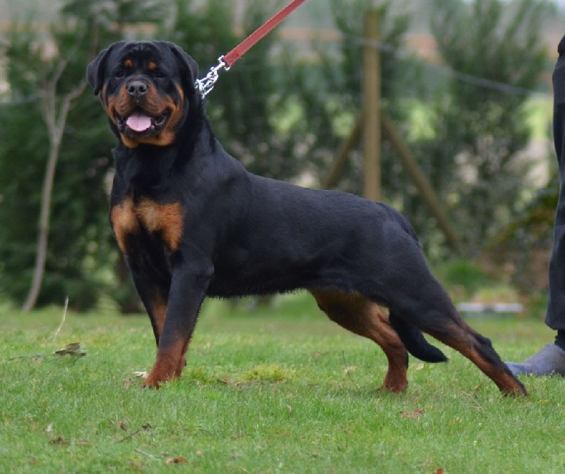 Jude Des Titans Noirs Et Feux - 3EME EXCELLENT