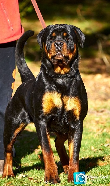 Jude Des Titans Noirs Et Feux - V4 JEUNE FEMELLE