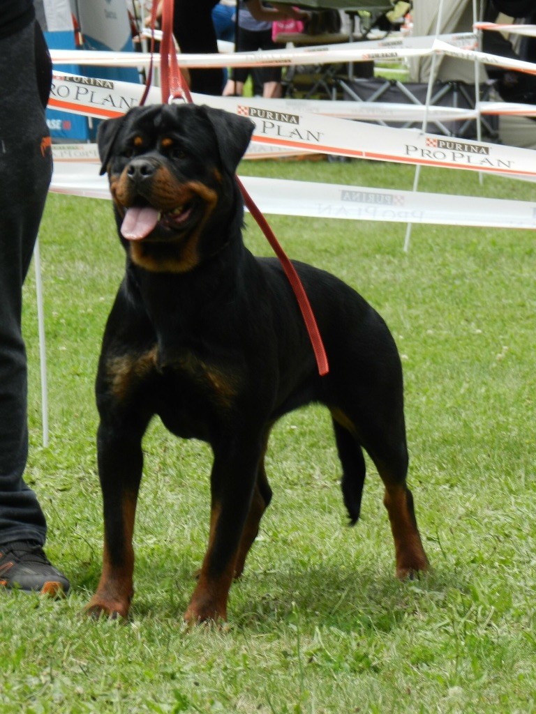 Nawak Des Titans Noirs Et Feux - 1ere excellent meilleur jeune