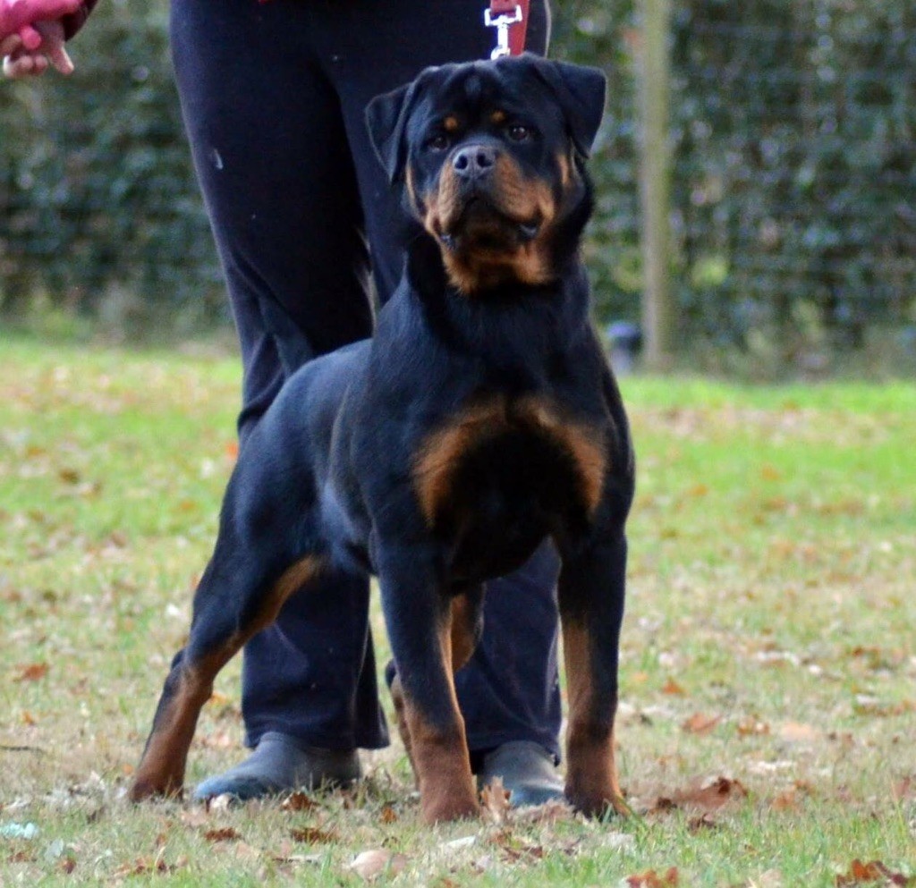 Nawak Des Titans Noirs Et Feux - 1ère très prometteur