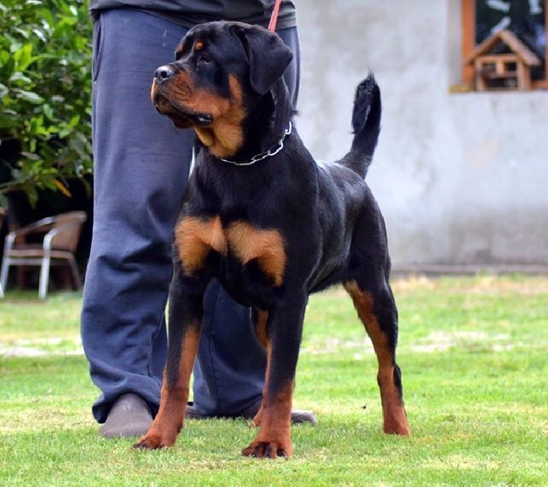 Jude Des Titans Noirs Et Feux - VV1 puppy class Best puppy