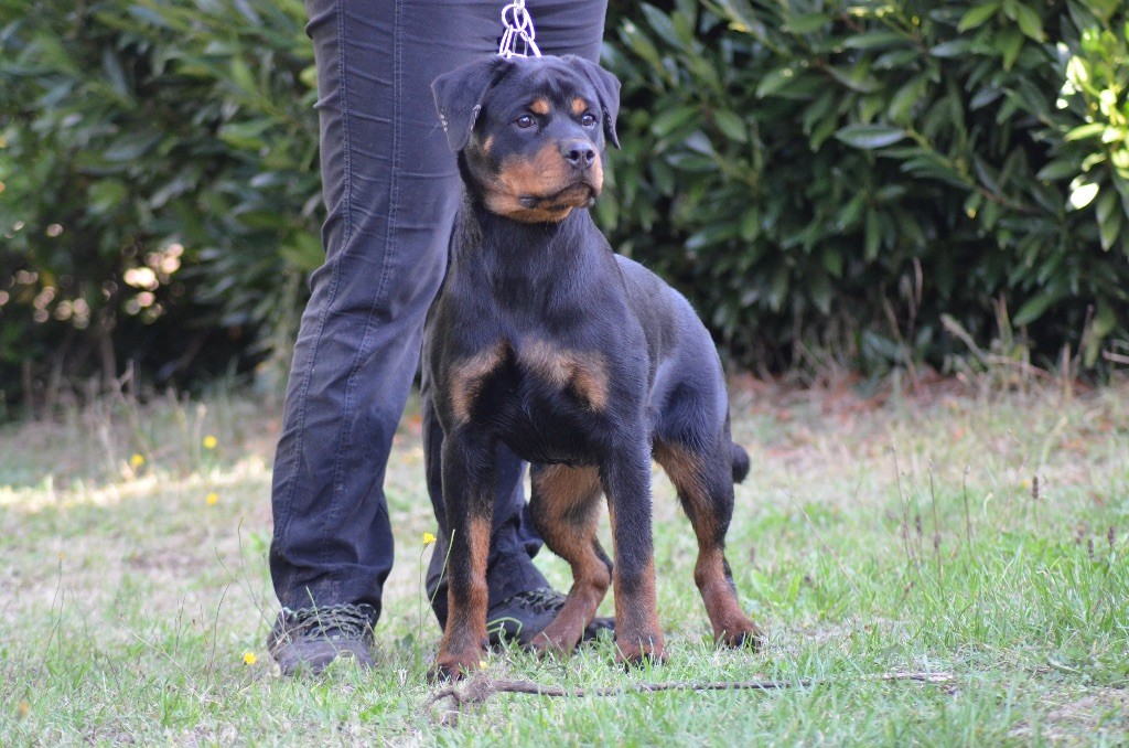 Omega Des Titans Noirs Et Feux - VP1 classe puppy best puppy