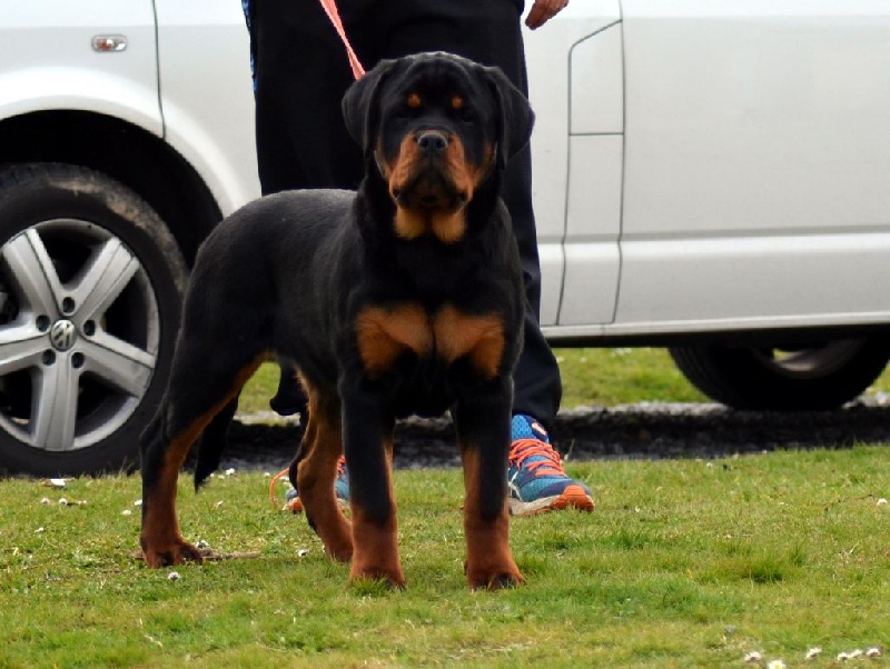 Jude Des Titans Noirs Et Feux - VV1 BABY CLASS BEST BABY