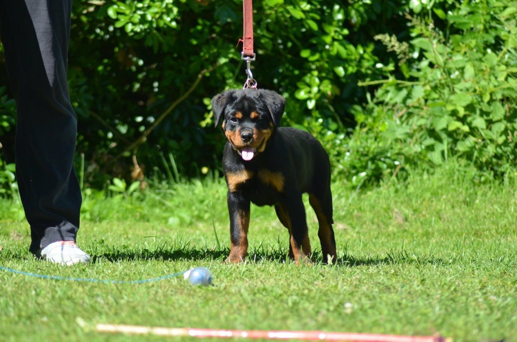 Omega Des Titans Noirs Et Feux - Vp2 baby femelle