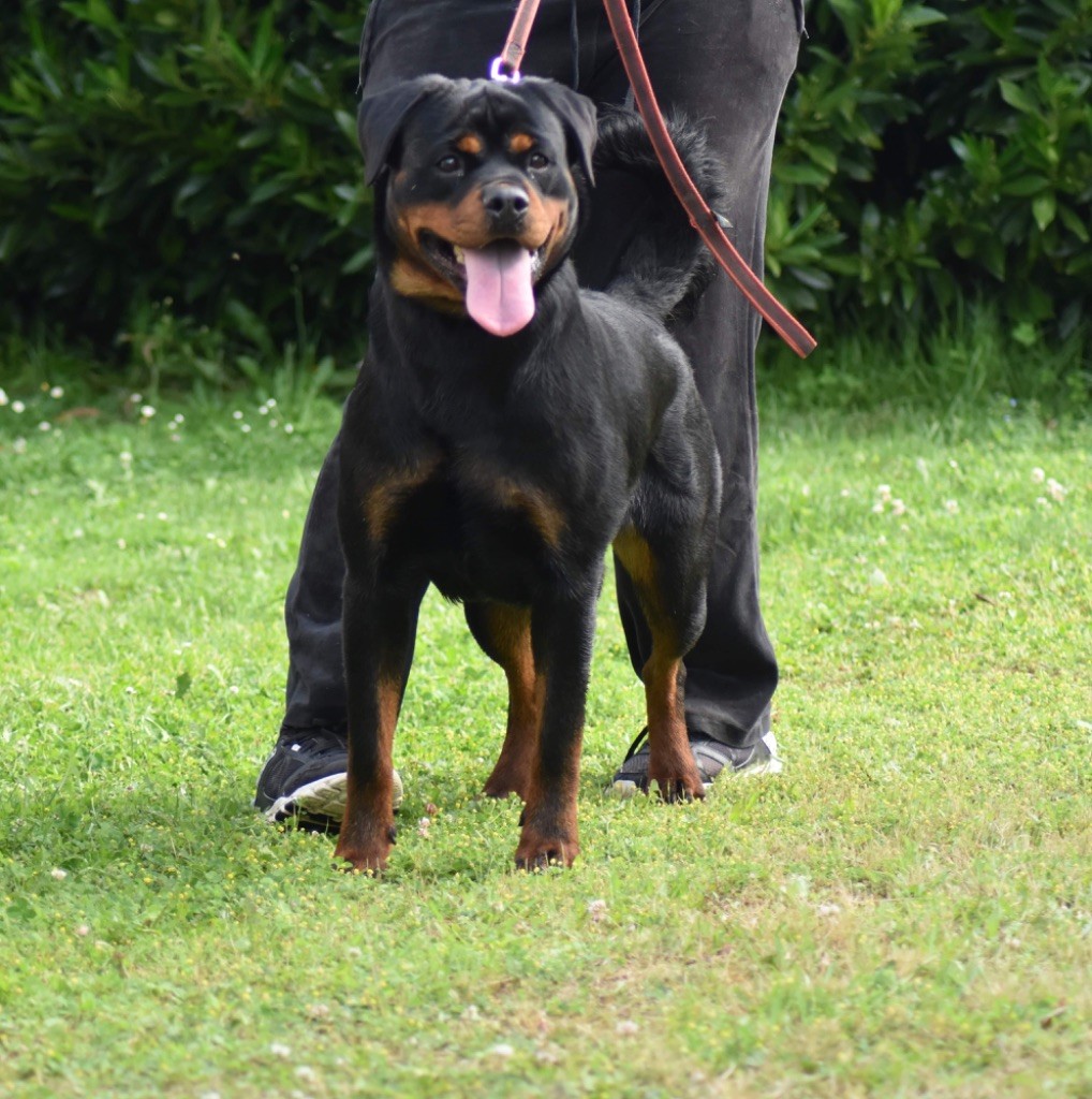 Omega Des Titans Noirs Et Feux - V1 best junior