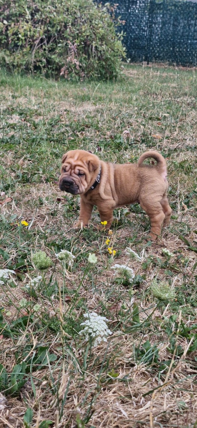 Shar Pei - (Sans Affixe)