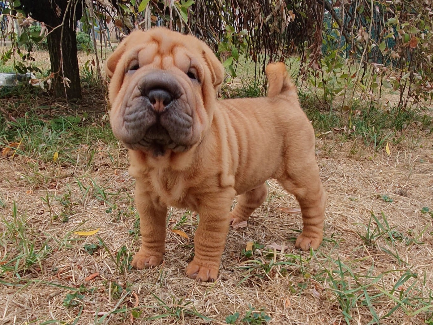Shar Pei - (Sans Affixe)