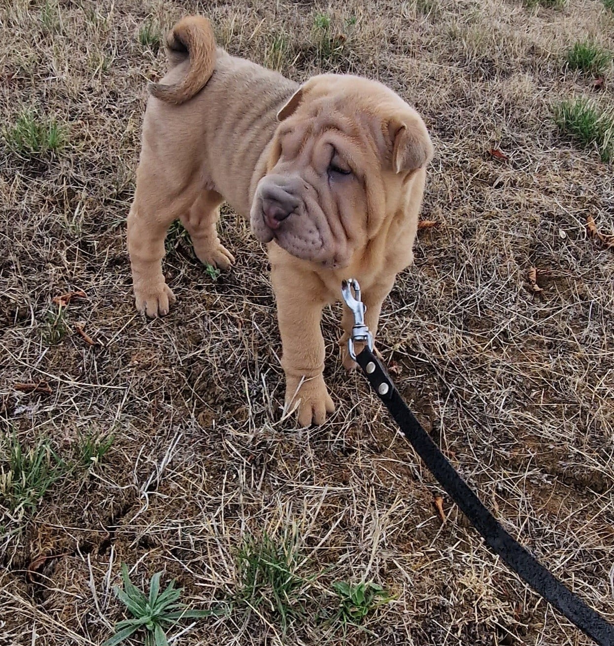 Shar Pei - (Sans Affixe)