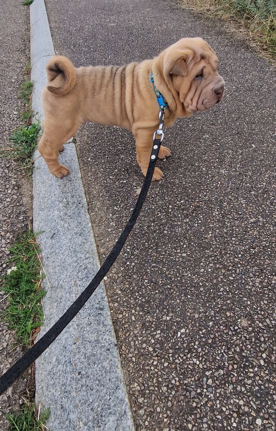 Collier bleu